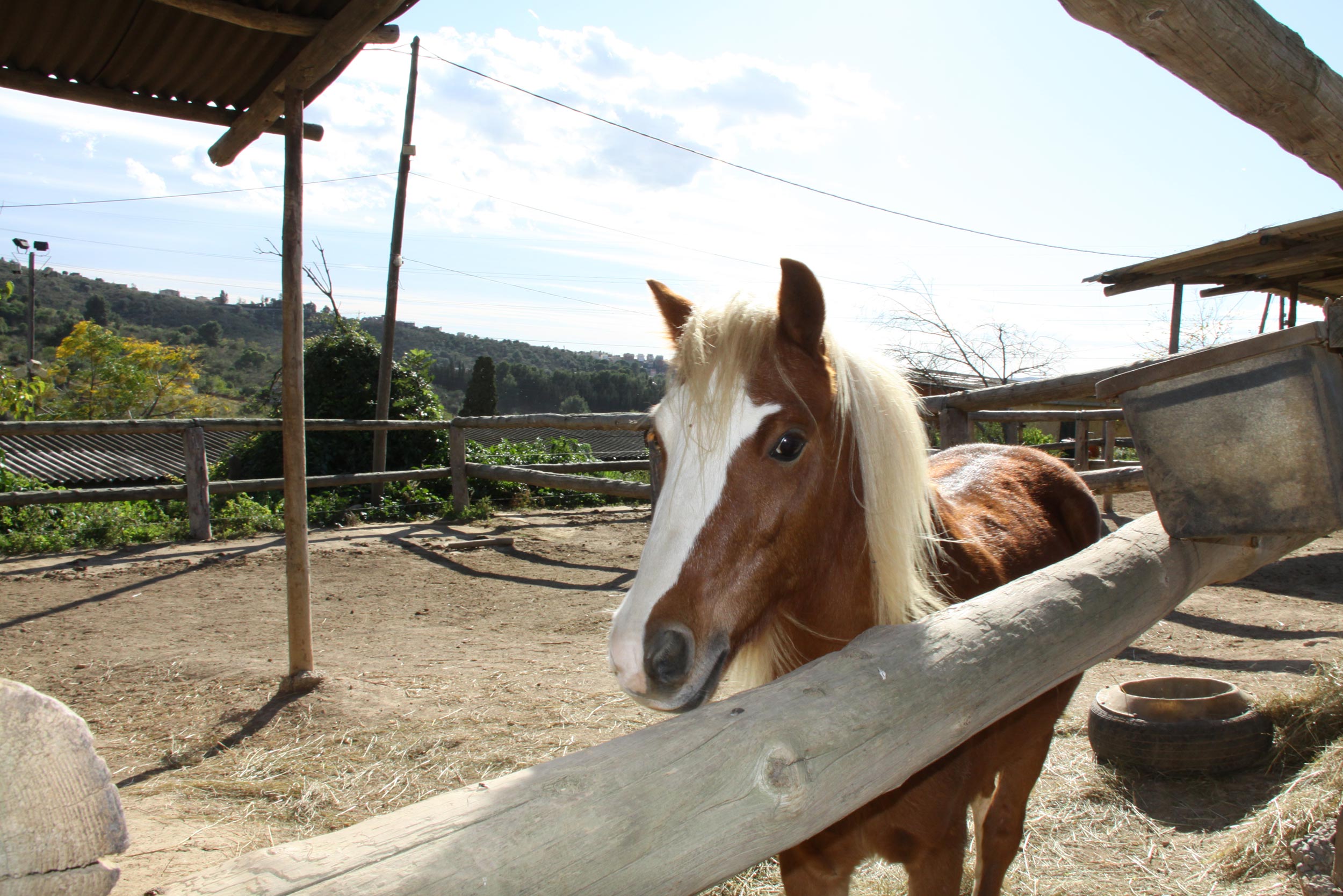 Ponis en un paddock al aire libre rodeado de árboles en el Poni Club Catalunya