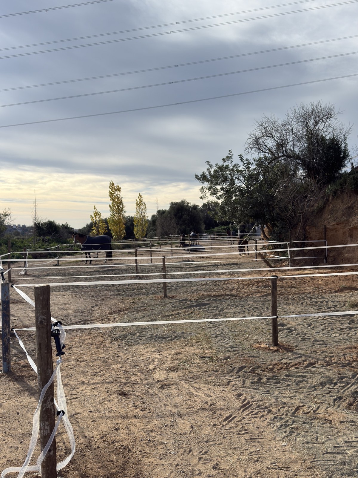 Caballos en los paddocks de día del Poni Club Catalunya